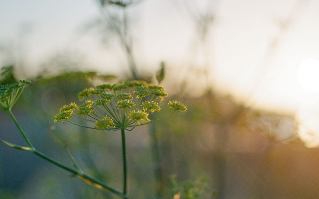 charity plant image