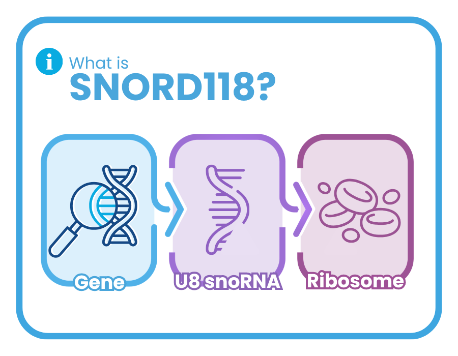 What is SNORD118 Graphic